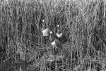 spoonbills hungary 1961
